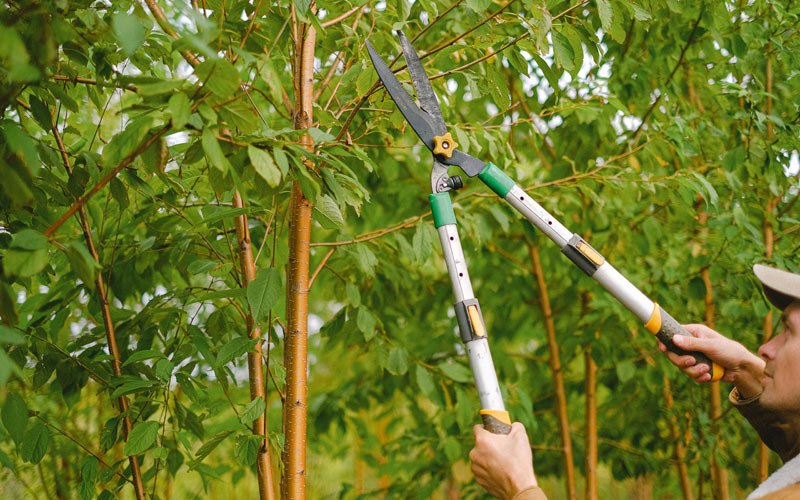 Tree trimming in Johnston, IA