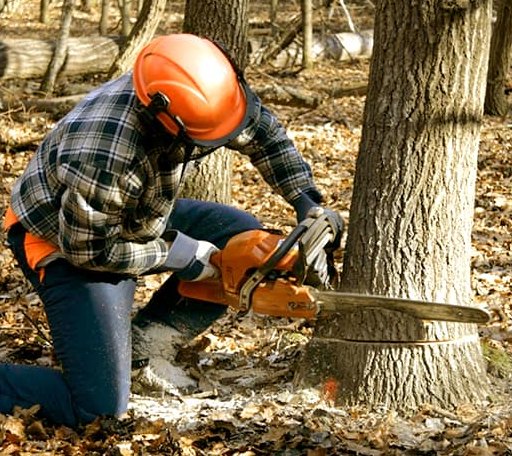 Tree Removal in Johnston, IA